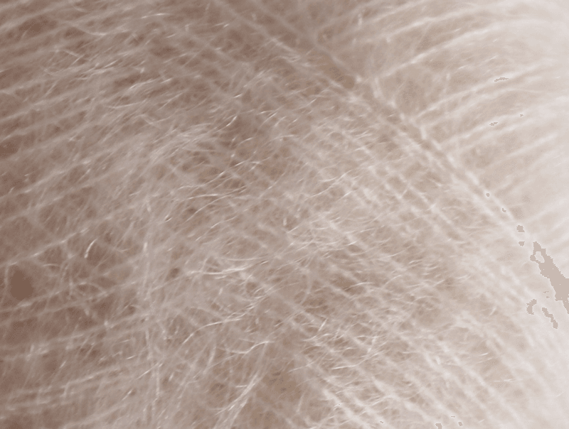 Tilia